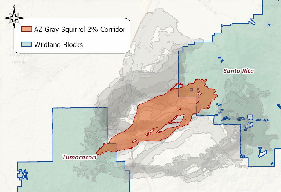 The Arizona Gray Squirrel 2 percent corridor in orange between the Tumacacori and Santa Rita wildland blocks, with the other eleven species' corridors in gray behind it