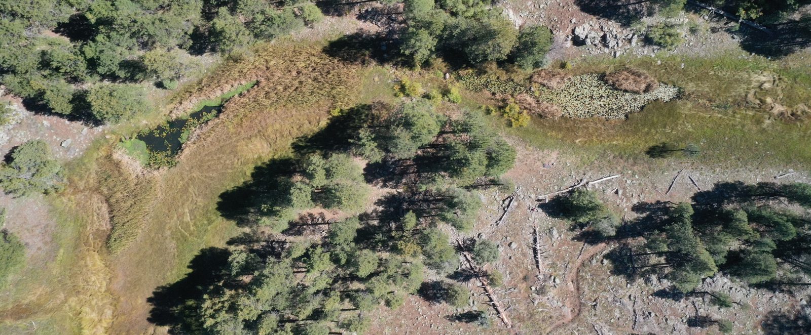 A mountain meadow with ponds and lily pads among pines and fallen logs, seen from the air