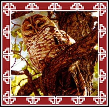 A Mexican spotted owl asleep on a branch, framed by a red and white Navajo-style border
