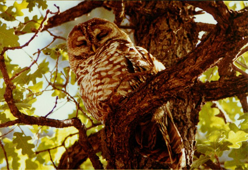 A Mexican spotted owl asleep on the branch of an oak tree, its barred brown and white feathers lit by dappled sun