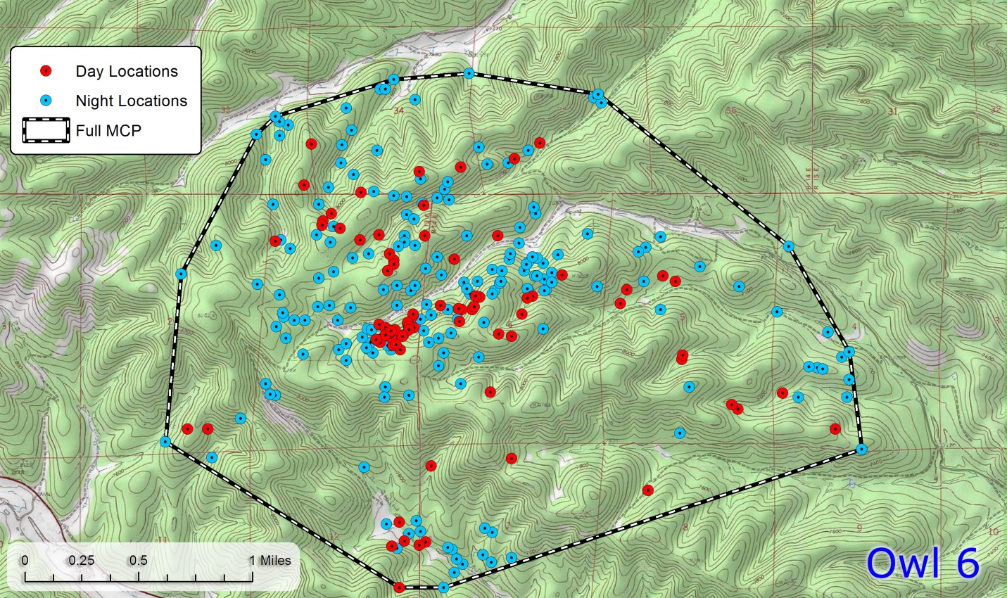 A topographic map of forested canyon country with red day locations and blue night locations of Mexican spotted owl number 6, enclosed by a single dashed convex-hull boundary labeled Full MCP, with a one-mile scale bar