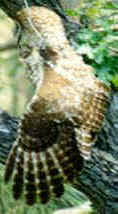 Mexican spotted owl, stretching...