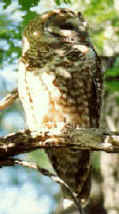 Mexican spotted owl (Strix occidentalis lucida)