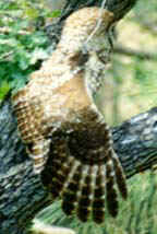 A Mexican spotted owl stretching its wing on a branch